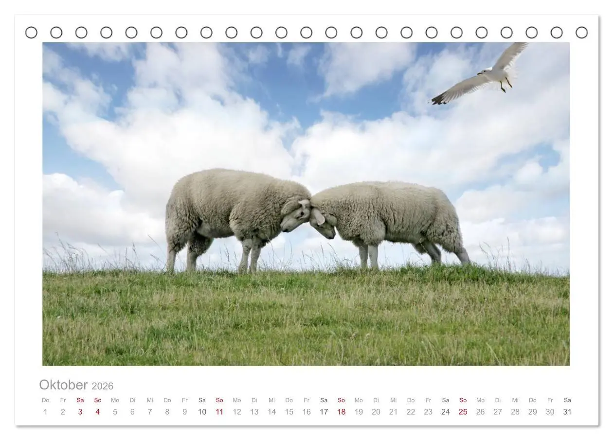Bild: 9783516087857 | Nordsee Schafe (Tischkalender 2026 DIN A5 quer), CALVENDO...