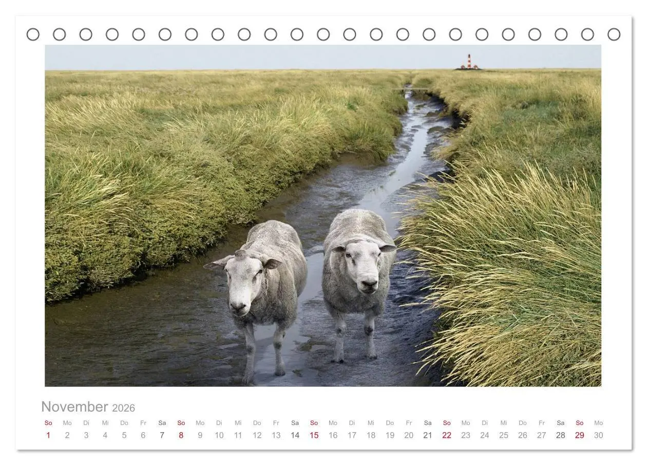 Bild: 9783516087857 | Nordsee Schafe (Tischkalender 2026 DIN A5 quer), CALVENDO...