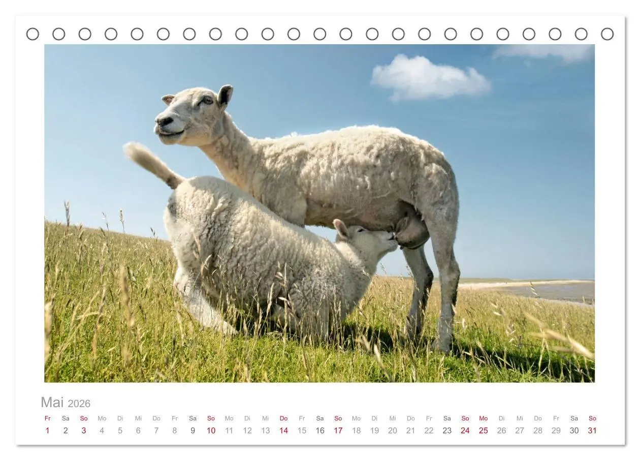 Bild: 9783516087857 | Nordsee Schafe (Tischkalender 2026 DIN A5 quer), CALVENDO...