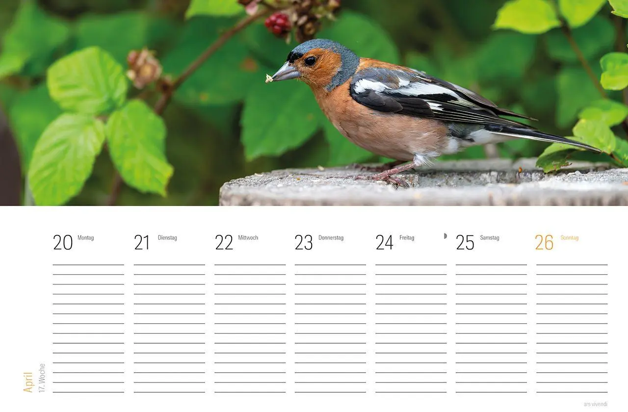 Bild: 9783747207857 | Tischkalender Vogel 2027 | Wochentischkalender | Vivendi Ars | 53 S.