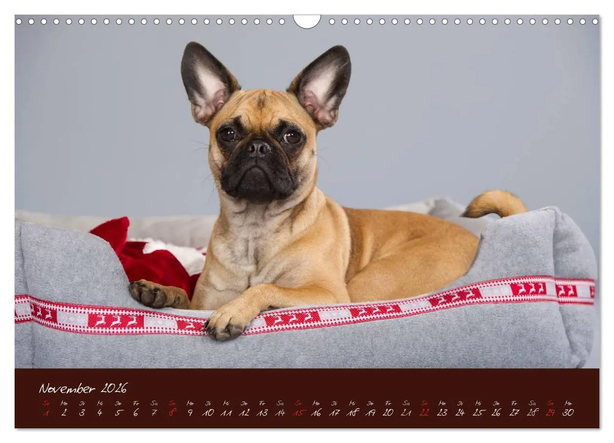 Bild: 9783516147957 | Französische Bulldoggen (Wandkalender 2026 DIN A3 quer), CALVENDO...
