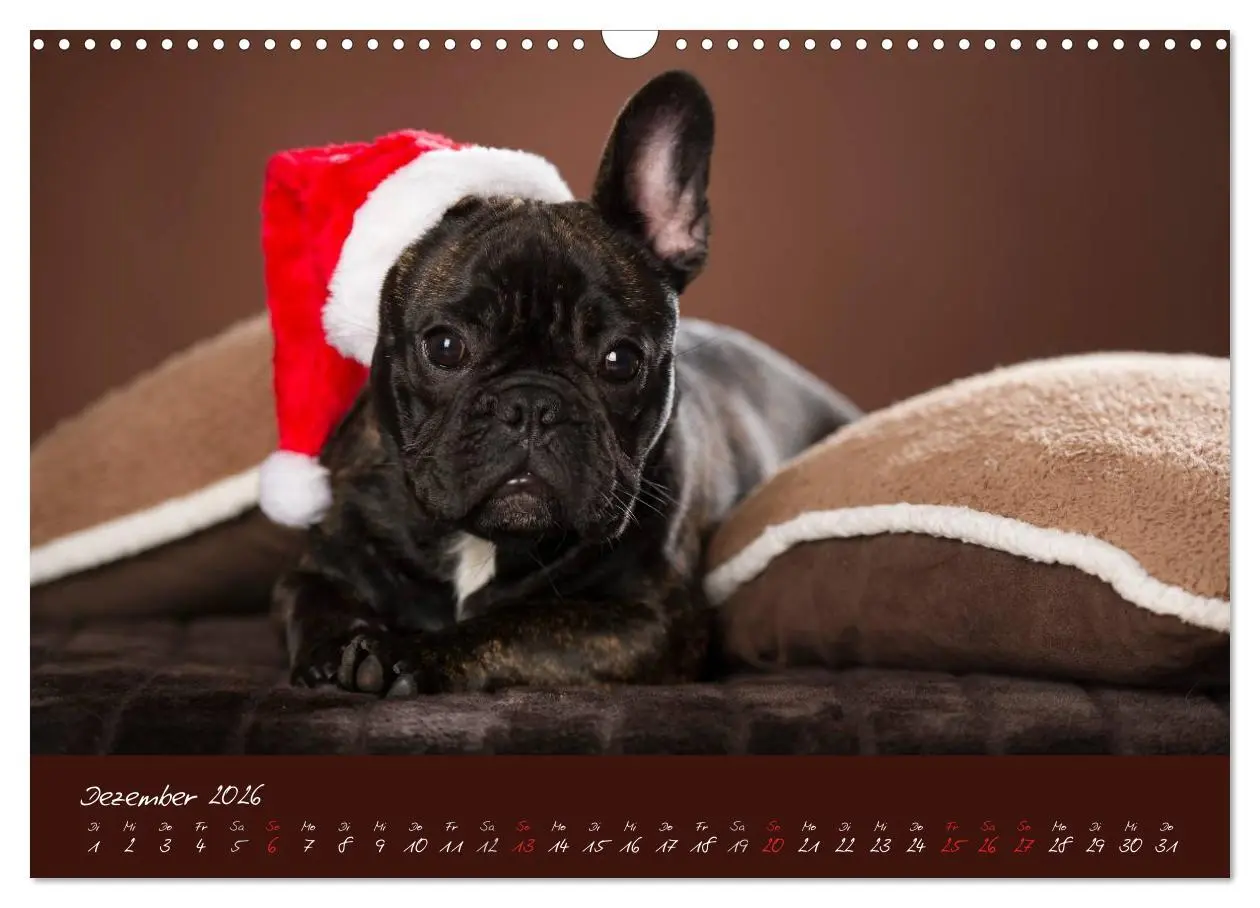Bild: 9783516147957 | Französische Bulldoggen (Wandkalender 2026 DIN A3 quer), CALVENDO...