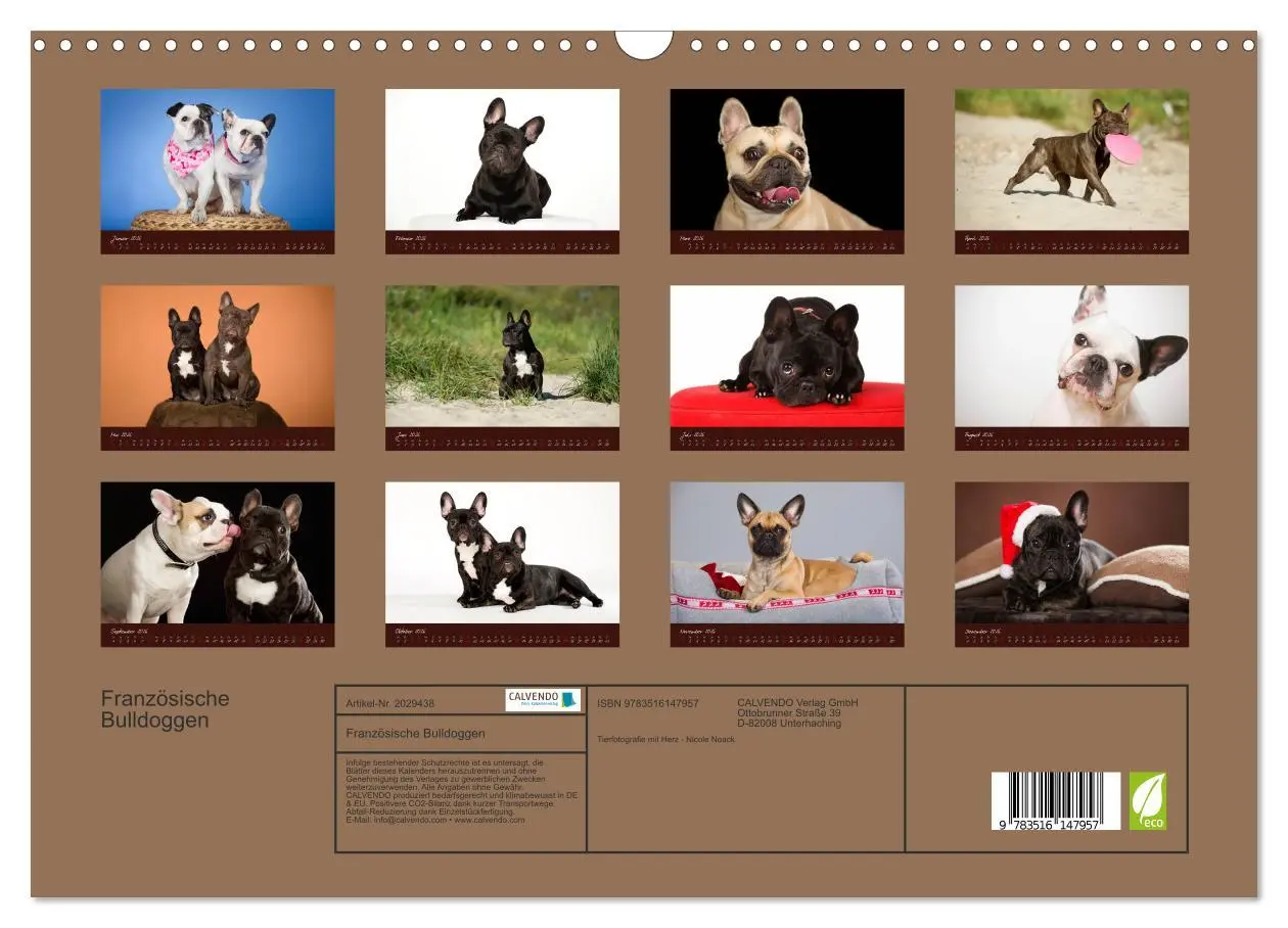 Bild: 9783516147957 | Französische Bulldoggen (Wandkalender 2026 DIN A3 quer), CALVENDO...