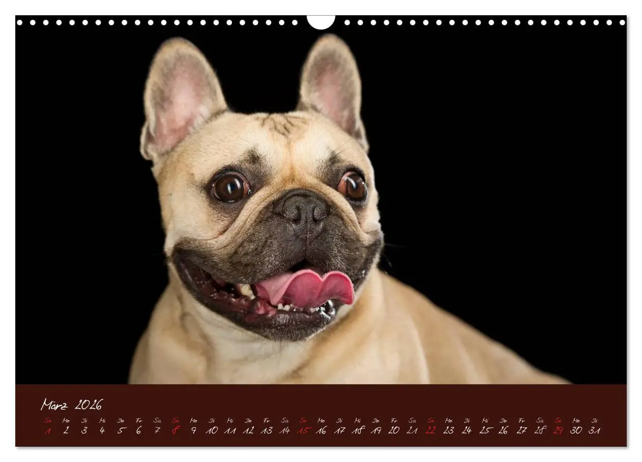 Bild: 9783516147957 | Französische Bulldoggen (Wandkalender 2026 DIN A3 quer), CALVENDO...