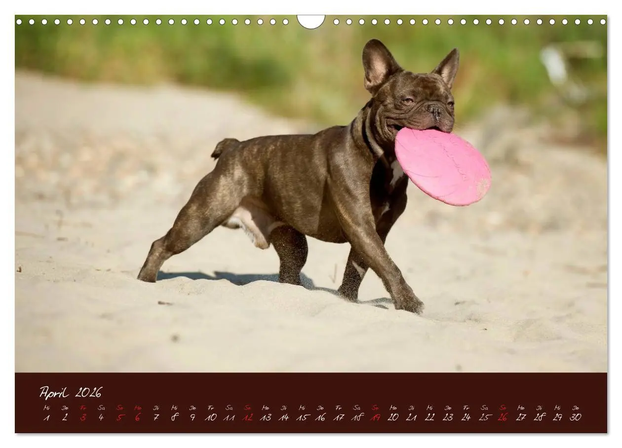 Bild: 9783516147957 | Französische Bulldoggen (Wandkalender 2026 DIN A3 quer), CALVENDO...