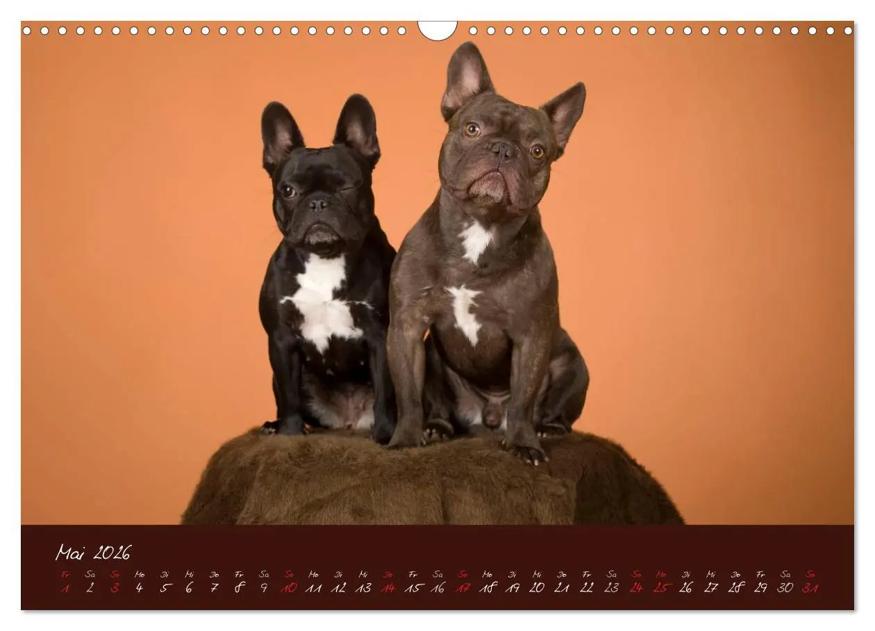 Bild: 9783516147957 | Französische Bulldoggen (Wandkalender 2026 DIN A3 quer), CALVENDO...