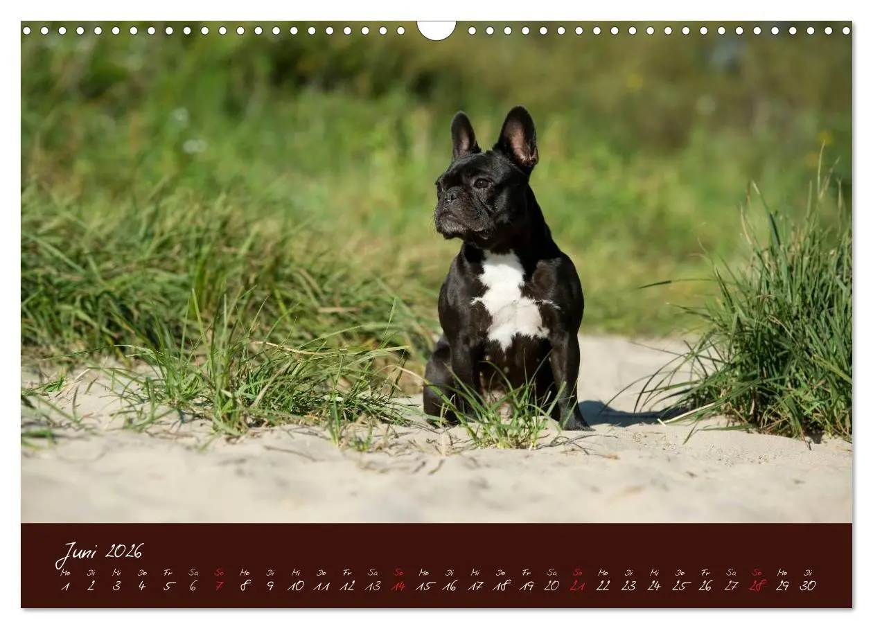 Bild: 9783516147957 | Französische Bulldoggen (Wandkalender 2026 DIN A3 quer), CALVENDO...