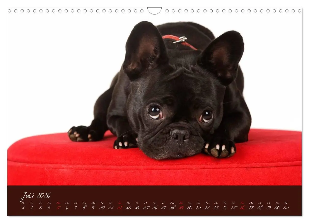 Bild: 9783516147957 | Französische Bulldoggen (Wandkalender 2026 DIN A3 quer), CALVENDO...