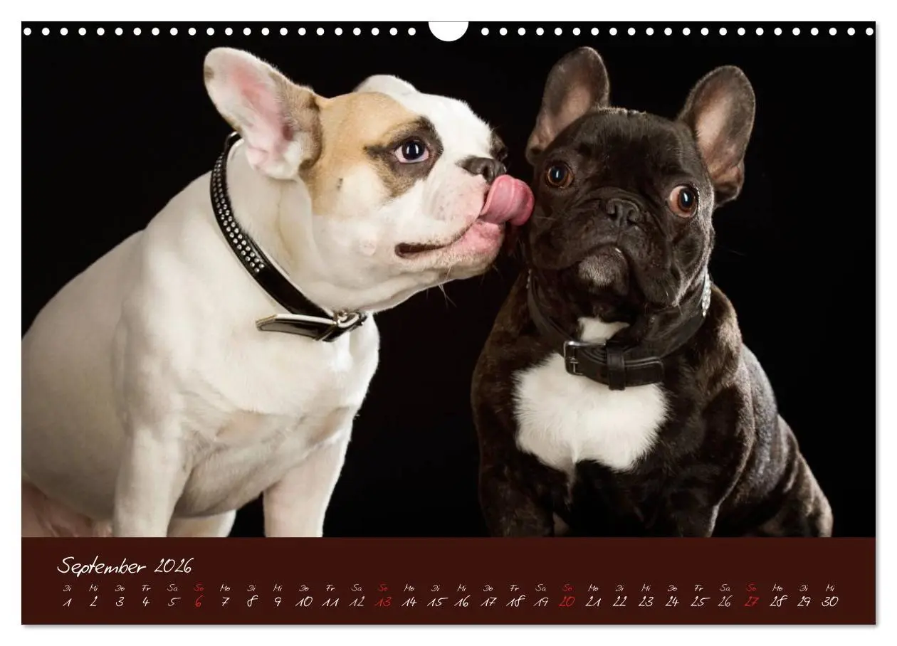 Bild: 9783516147957 | Französische Bulldoggen (Wandkalender 2026 DIN A3 quer), CALVENDO...