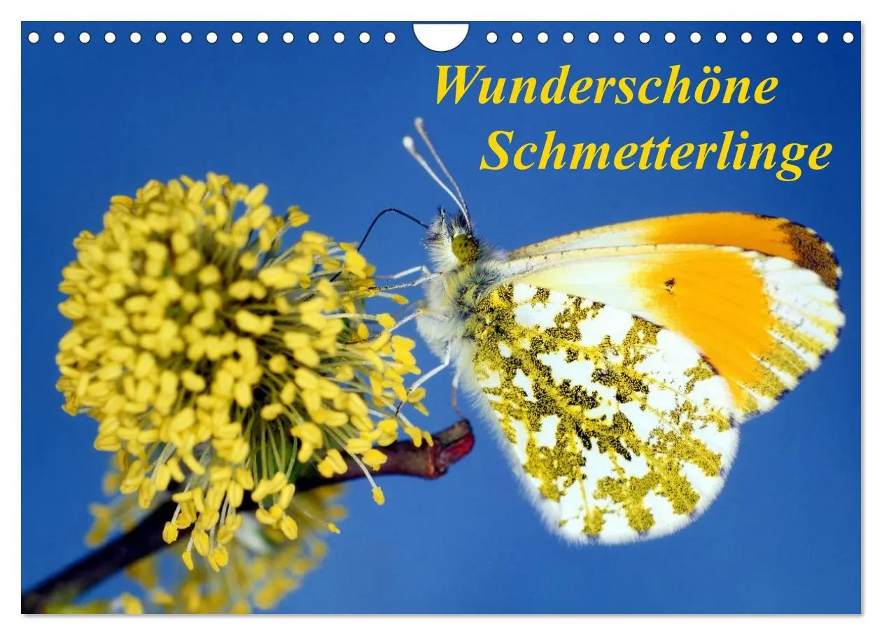 Cover: 9783516217957 | Wunderschöne Schmetterlinge (Wandkalender 2026 DIN A4 quer),...