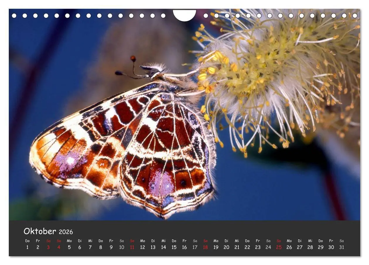 Bild: 9783516217957 | Wunderschöne Schmetterlinge (Wandkalender 2026 DIN A4 quer),...