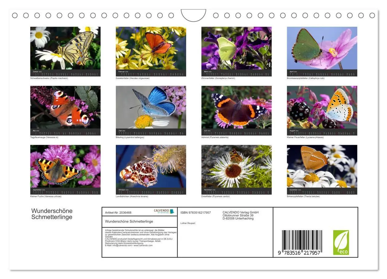 Bild: 9783516217957 | Wunderschöne Schmetterlinge (Wandkalender 2026 DIN A4 quer),...