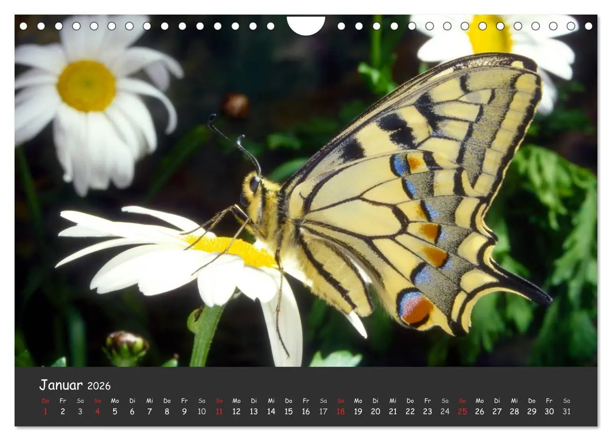 Bild: 9783516217957 | Wunderschöne Schmetterlinge (Wandkalender 2026 DIN A4 quer),...
