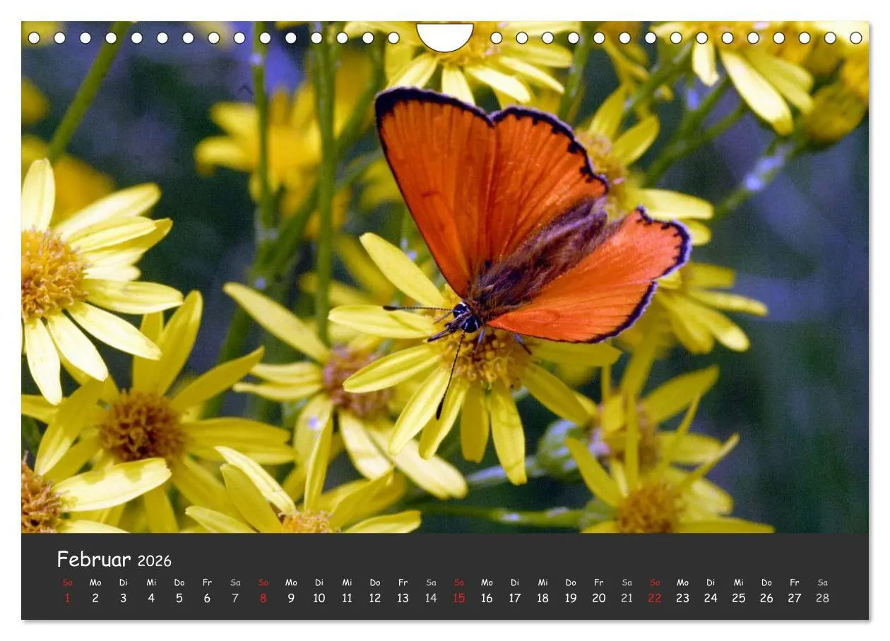 Bild: 9783516217957 | Wunderschöne Schmetterlinge (Wandkalender 2026 DIN A4 quer),...