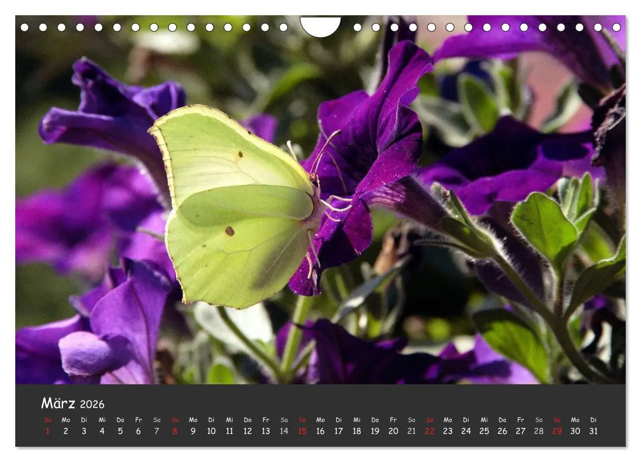 Bild: 9783516217957 | Wunderschöne Schmetterlinge (Wandkalender 2026 DIN A4 quer),...
