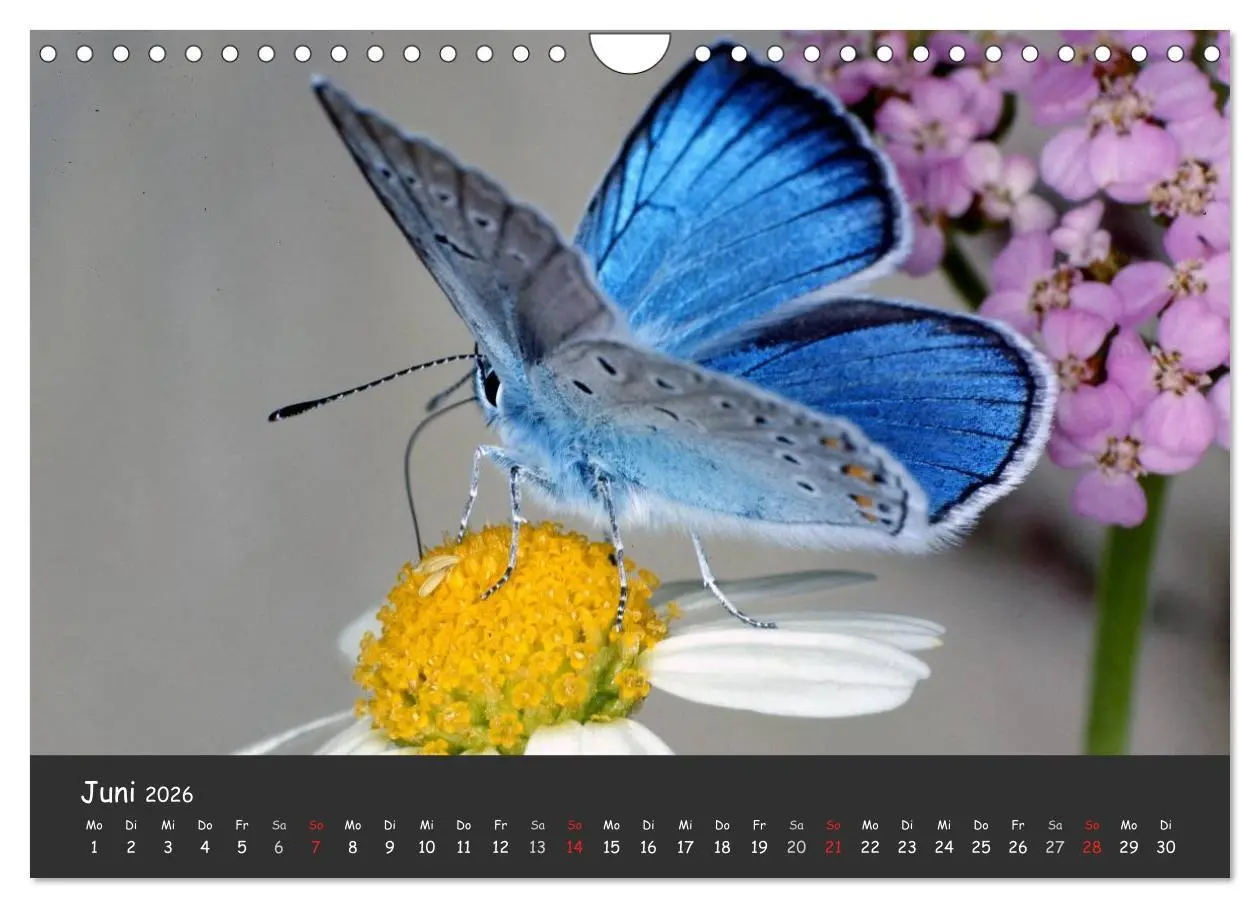 Bild: 9783516217957 | Wunderschöne Schmetterlinge (Wandkalender 2026 DIN A4 quer),...