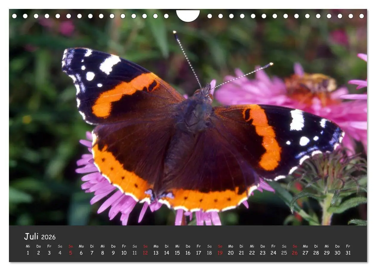 Bild: 9783516217957 | Wunderschöne Schmetterlinge (Wandkalender 2026 DIN A4 quer),...