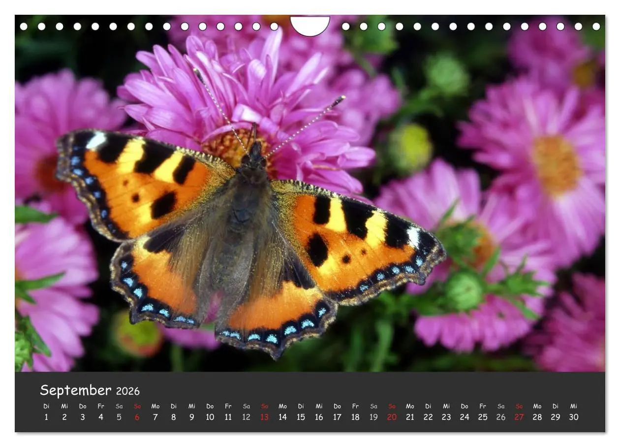 Bild: 9783516217957 | Wunderschöne Schmetterlinge (Wandkalender 2026 DIN A4 quer),...