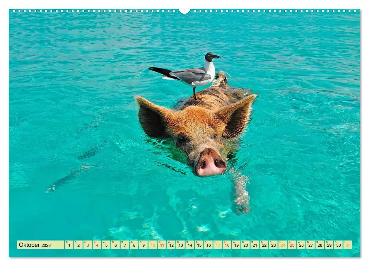 Bild: 9783457948057 | Lustig und verrückt - der ganz andere Tierkalender (hochwertiger...