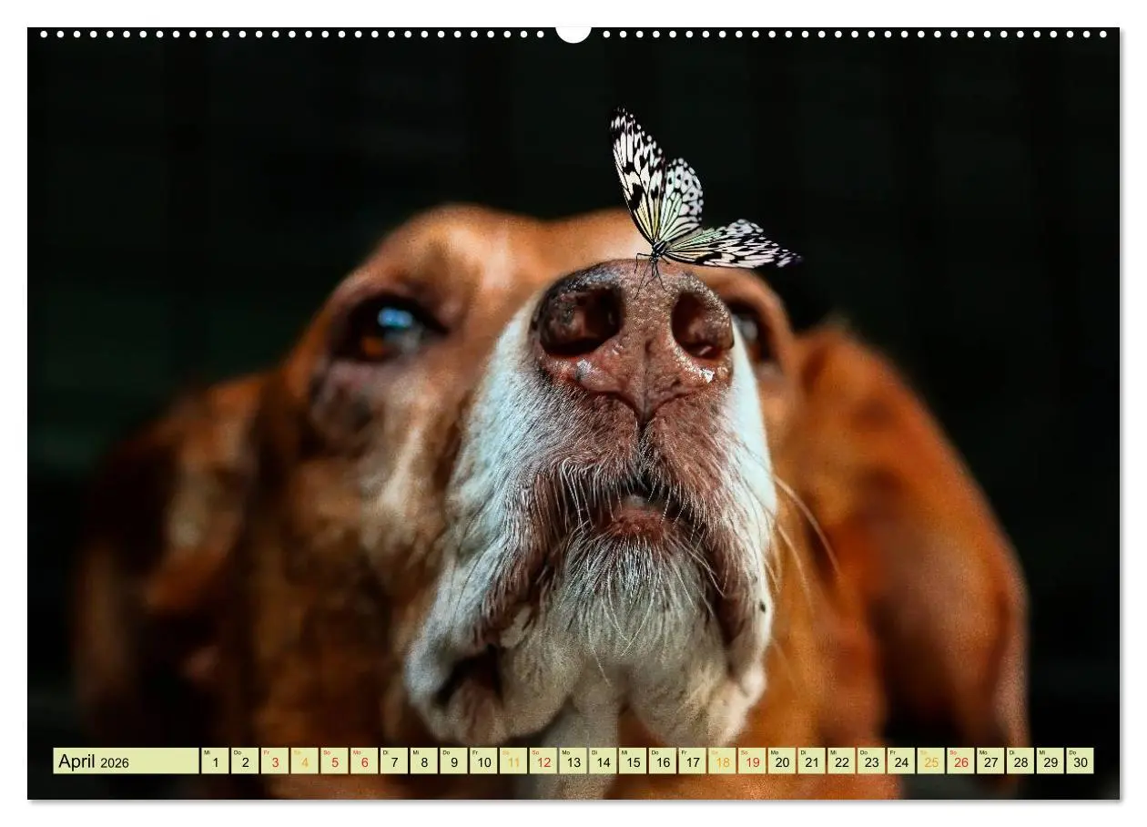 Bild: 9783457948057 | Lustig und verrückt - der ganz andere Tierkalender (hochwertiger...