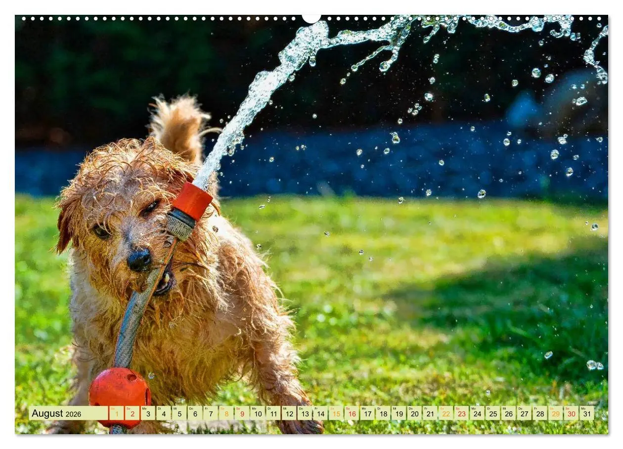 Bild: 9783457948057 | Lustig und verrückt - der ganz andere Tierkalender (hochwertiger...