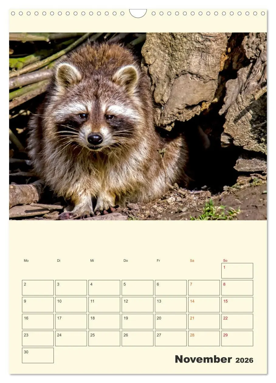Bild: 9783516348057 | Drolliger Waschbär (Wandkalender 2026 DIN A3 hoch), CALVENDO...