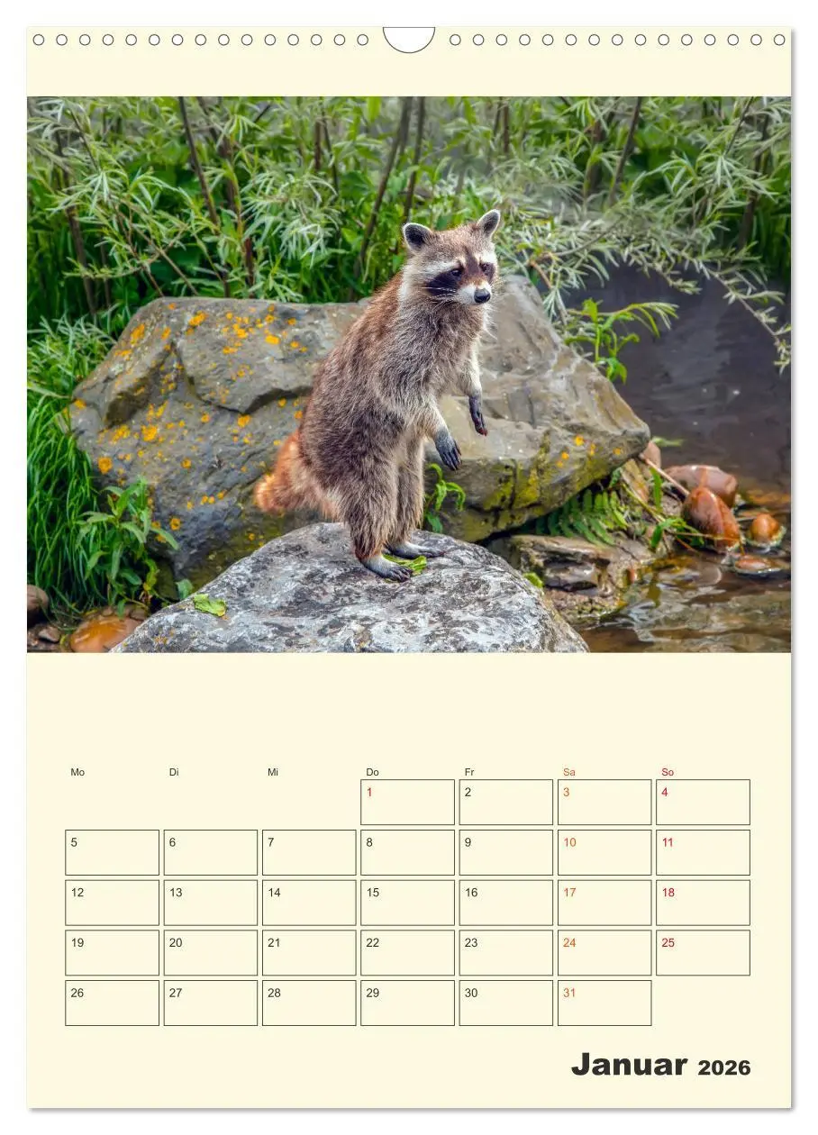 Bild: 9783516348057 | Drolliger Waschbär (Wandkalender 2026 DIN A3 hoch), CALVENDO...