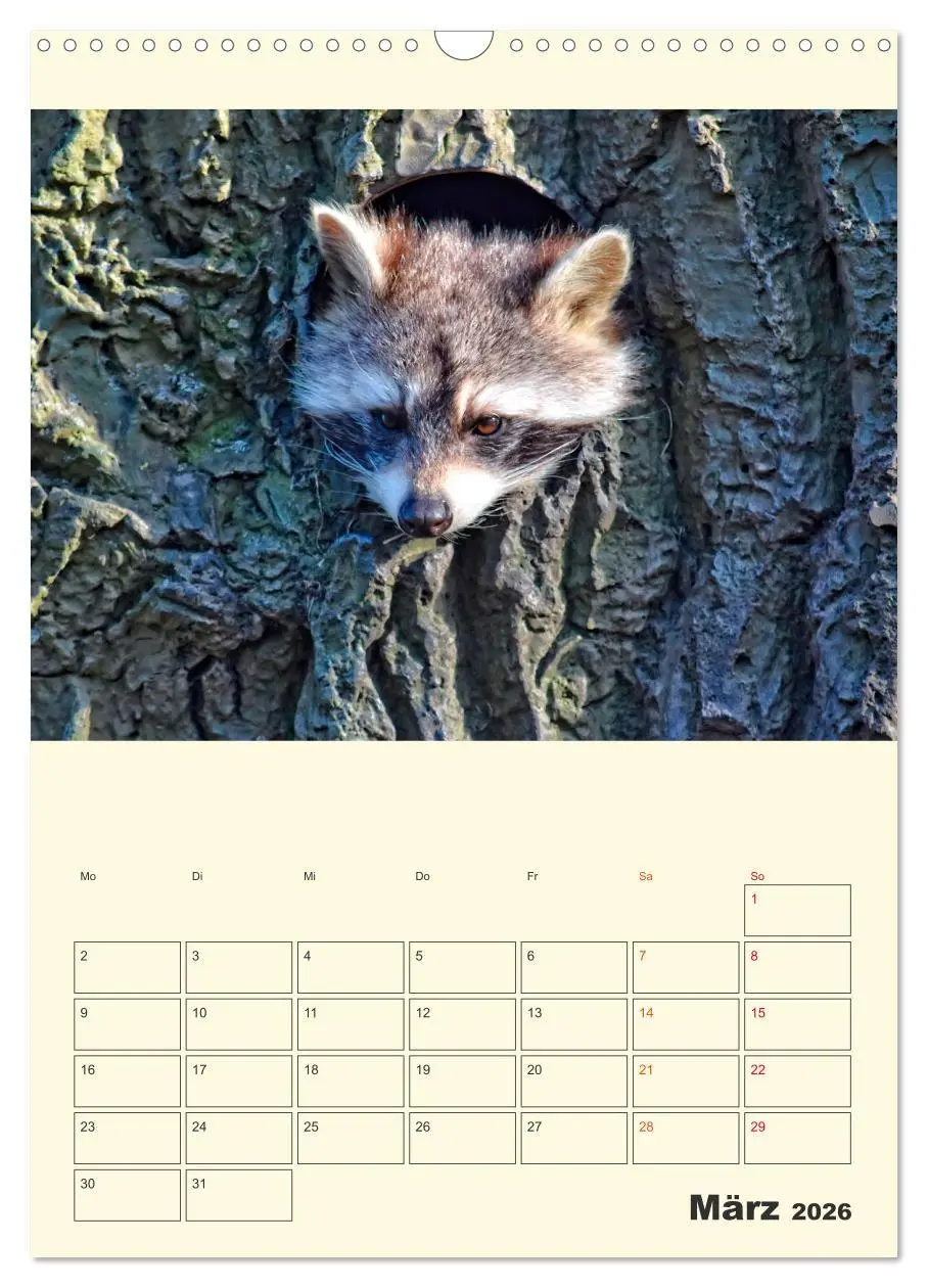Bild: 9783516348057 | Drolliger Waschbär (Wandkalender 2026 DIN A3 hoch), CALVENDO...