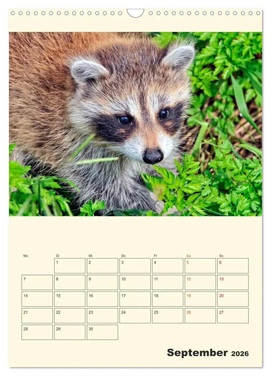 Bild: 9783516348057 | Drolliger Waschbär (Wandkalender 2026 DIN A3 hoch), CALVENDO...