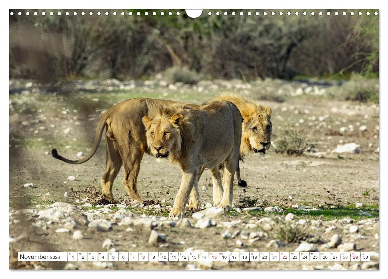 Bild: 9783457248157 | Afrika - Namibia (Wandkalender 2026 DIN A3 quer), CALVENDO...