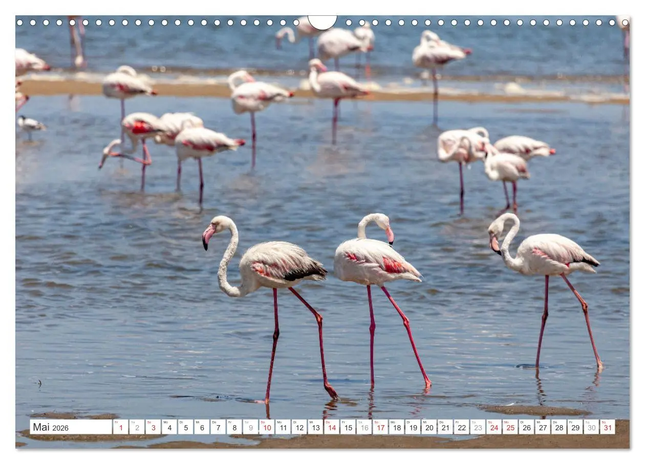 Bild: 9783457248157 | Afrika - Namibia (Wandkalender 2026 DIN A3 quer), CALVENDO...