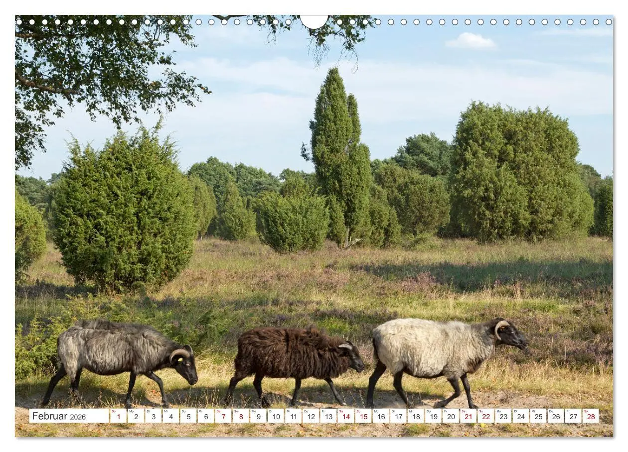 Bild: 9783457628157 | Die Lüneburger Heide - Ausflugsziel im Norden (Wandkalender 2026...