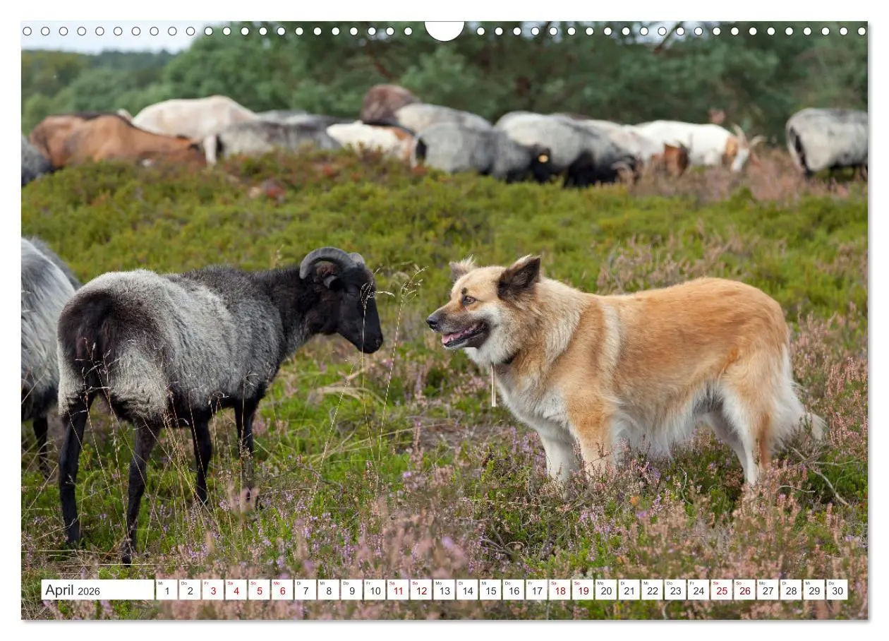 Bild: 9783457628157 | Die Lüneburger Heide - Ausflugsziel im Norden (Wandkalender 2026...