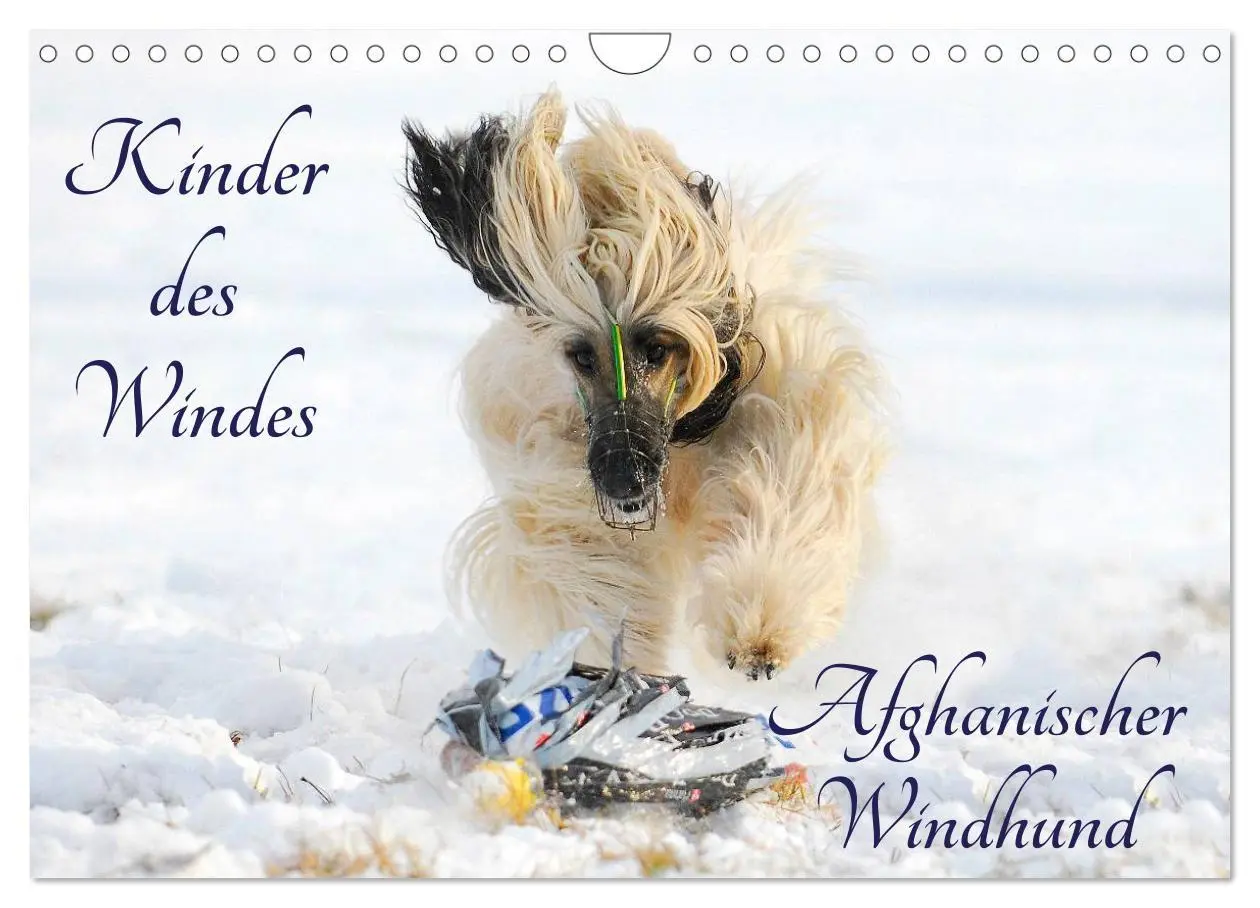 Cover: 9783516028157 | Kinder des Windes - Afghanischer Windhund (Wandkalender 2026 DIN A4...