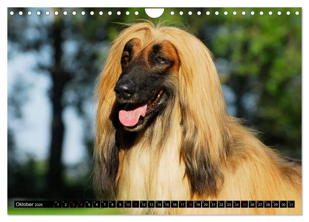 Bild: 9783516028157 | Kinder des Windes - Afghanischer Windhund (Wandkalender 2026 DIN A4...
