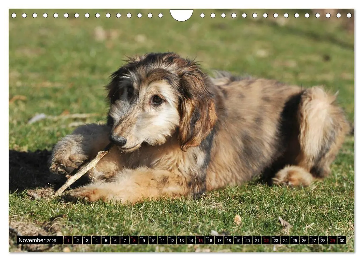 Bild: 9783516028157 | Kinder des Windes - Afghanischer Windhund (Wandkalender 2026 DIN A4...