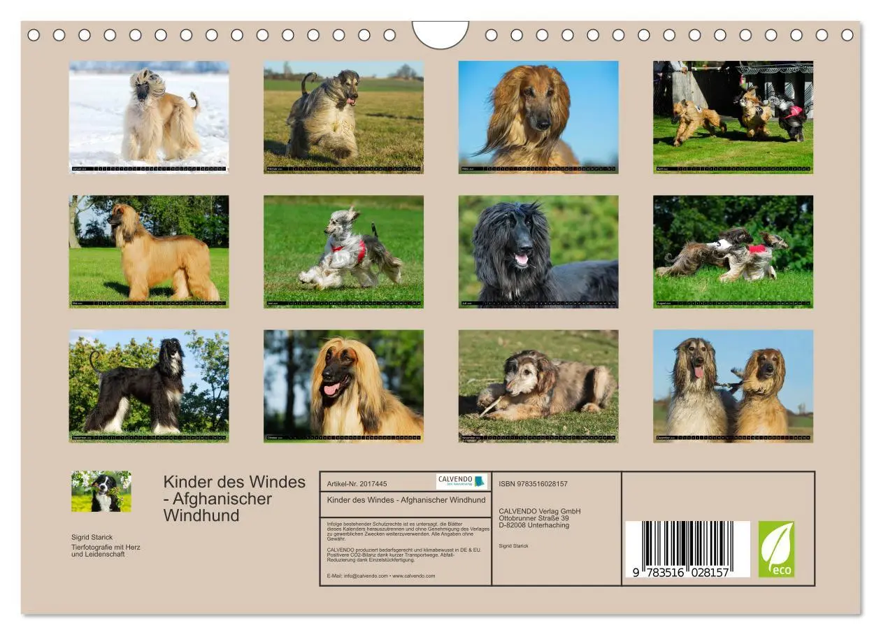Bild: 9783516028157 | Kinder des Windes - Afghanischer Windhund (Wandkalender 2026 DIN A4...