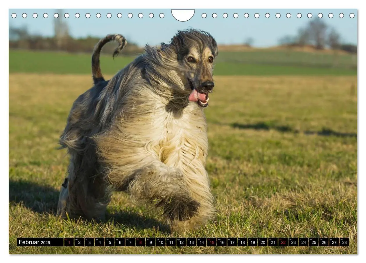 Bild: 9783516028157 | Kinder des Windes - Afghanischer Windhund (Wandkalender 2026 DIN A4...