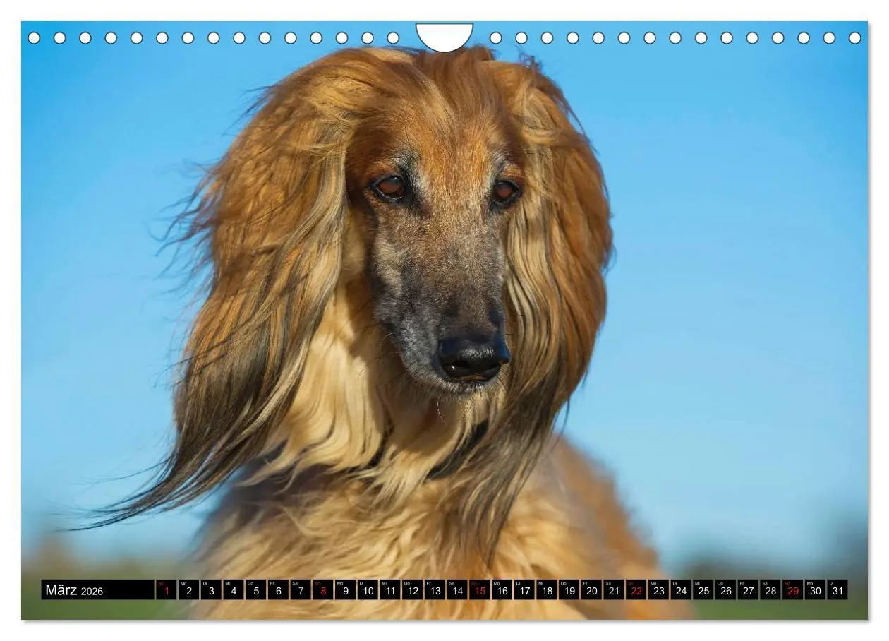 Bild: 9783516028157 | Kinder des Windes - Afghanischer Windhund (Wandkalender 2026 DIN A4...