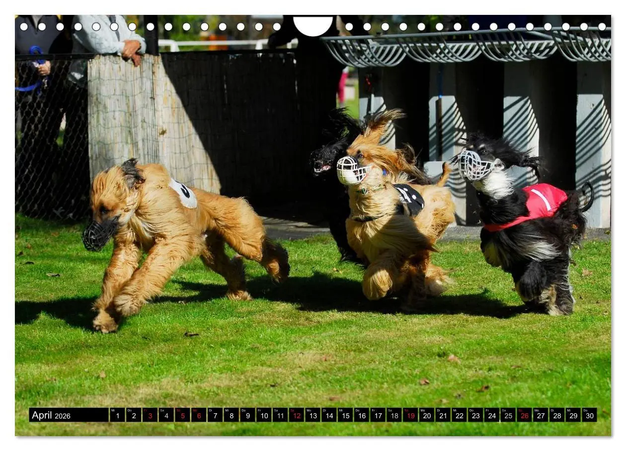 Bild: 9783516028157 | Kinder des Windes - Afghanischer Windhund (Wandkalender 2026 DIN A4...