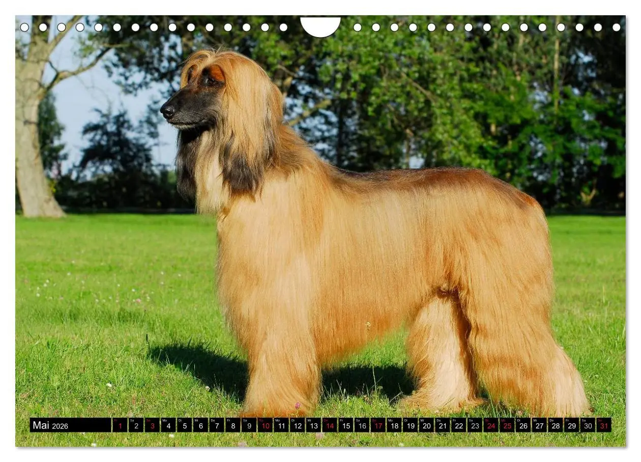 Bild: 9783516028157 | Kinder des Windes - Afghanischer Windhund (Wandkalender 2026 DIN A4...