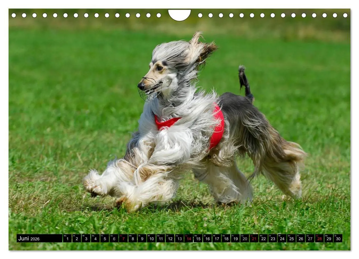Bild: 9783516028157 | Kinder des Windes - Afghanischer Windhund (Wandkalender 2026 DIN A4...