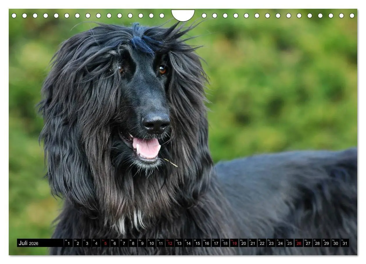 Bild: 9783516028157 | Kinder des Windes - Afghanischer Windhund (Wandkalender 2026 DIN A4...