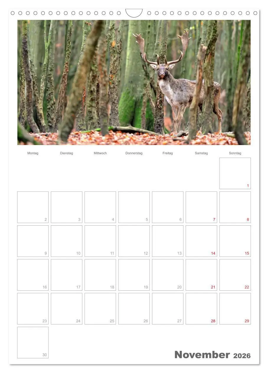 Bild: 9783516488357 | Rehe &amp; Co / Planer (Wandkalender 2026 DIN A3 hoch), CALVENDO...