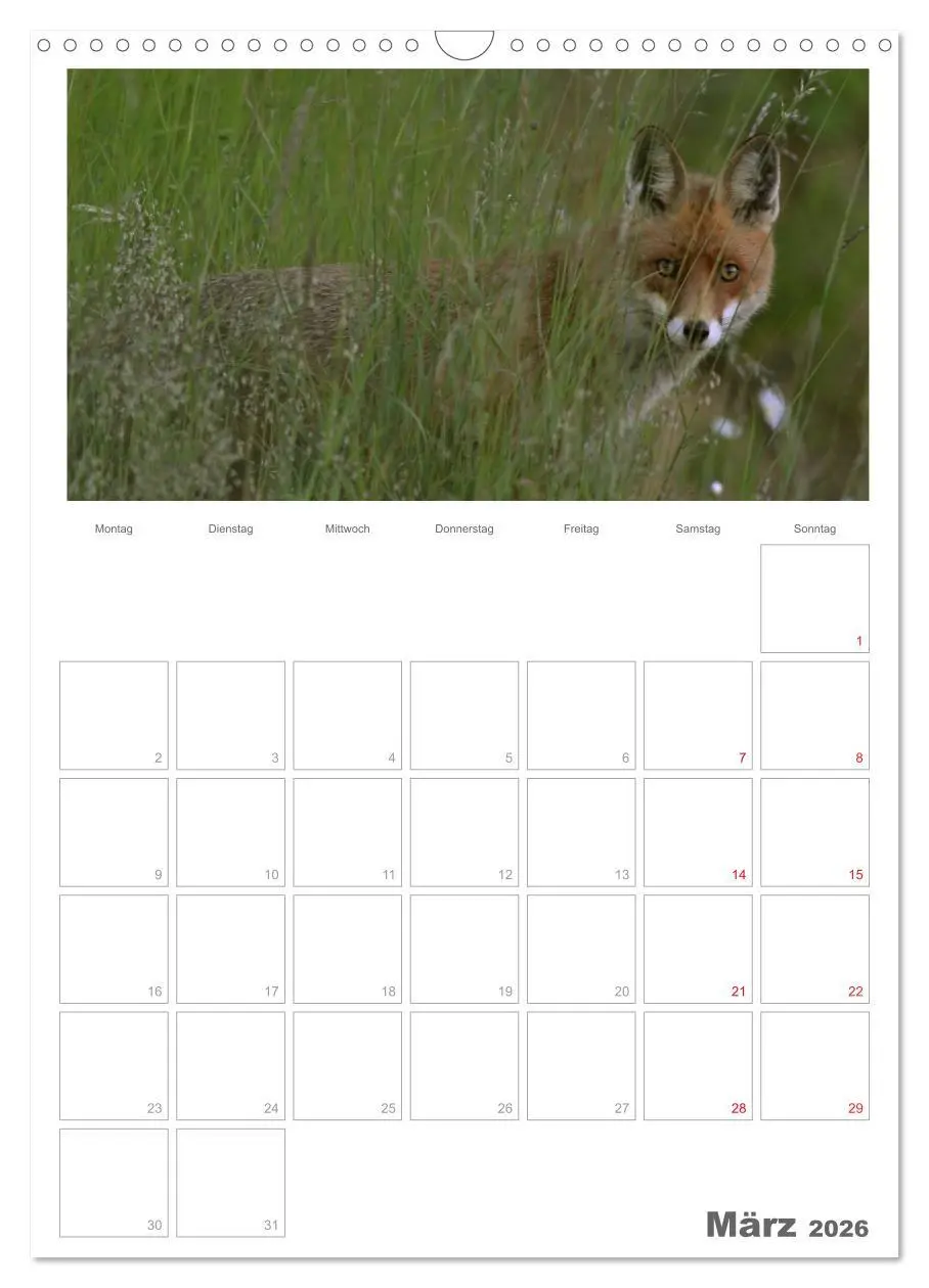 Bild: 9783516488357 | Rehe &amp; Co / Planer (Wandkalender 2026 DIN A3 hoch), CALVENDO...