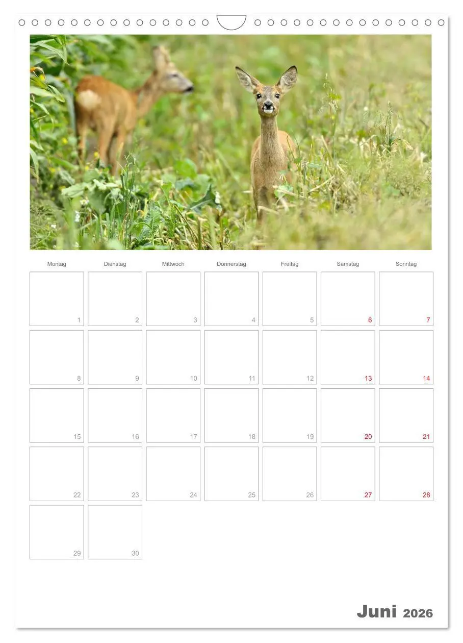 Bild: 9783516488357 | Rehe &amp; Co / Planer (Wandkalender 2026 DIN A3 hoch), CALVENDO...