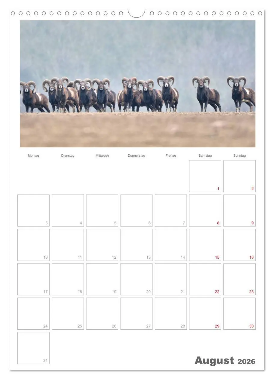 Bild: 9783516488357 | Rehe &amp; Co / Planer (Wandkalender 2026 DIN A3 hoch), CALVENDO...