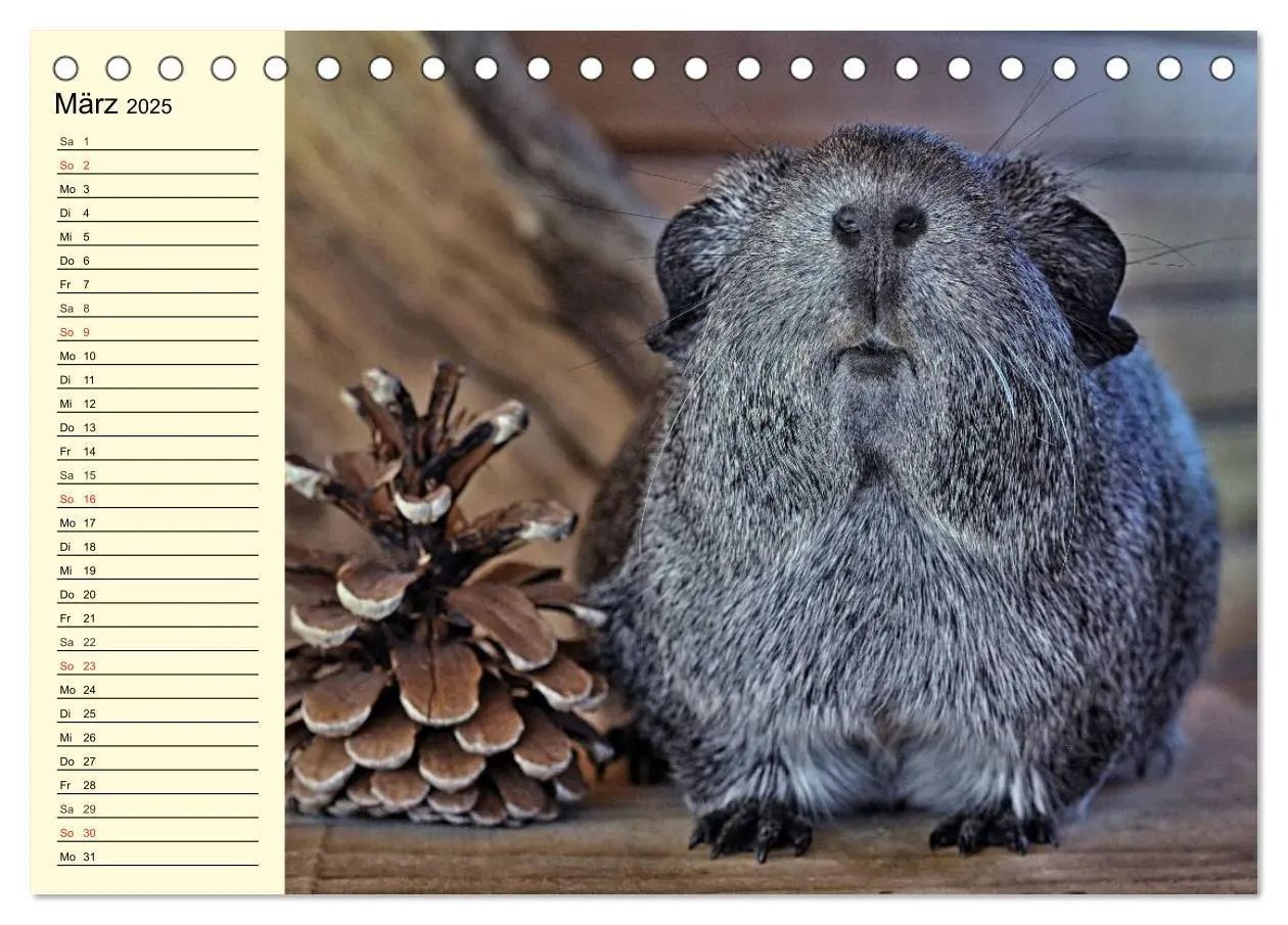 Bild: 9783435508457 | Meerschweinchen. Geliebte Nager (Tischkalender 2025 DIN A5 quer),...