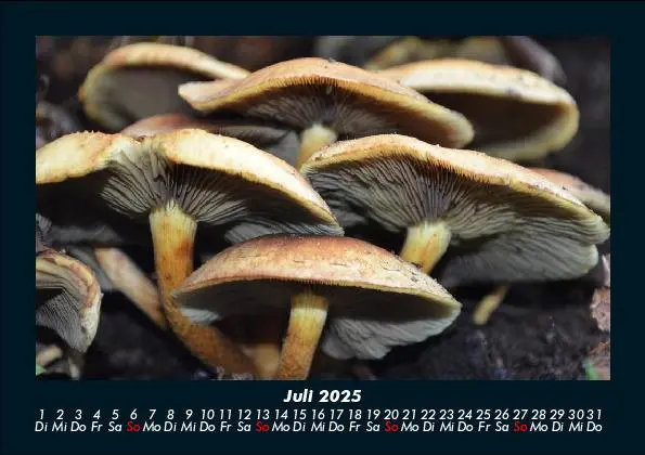 Bild: 9783755988557 | Pilzkalender 2025 Fotokalender DIN A5 | Tobias Becker | Kalender