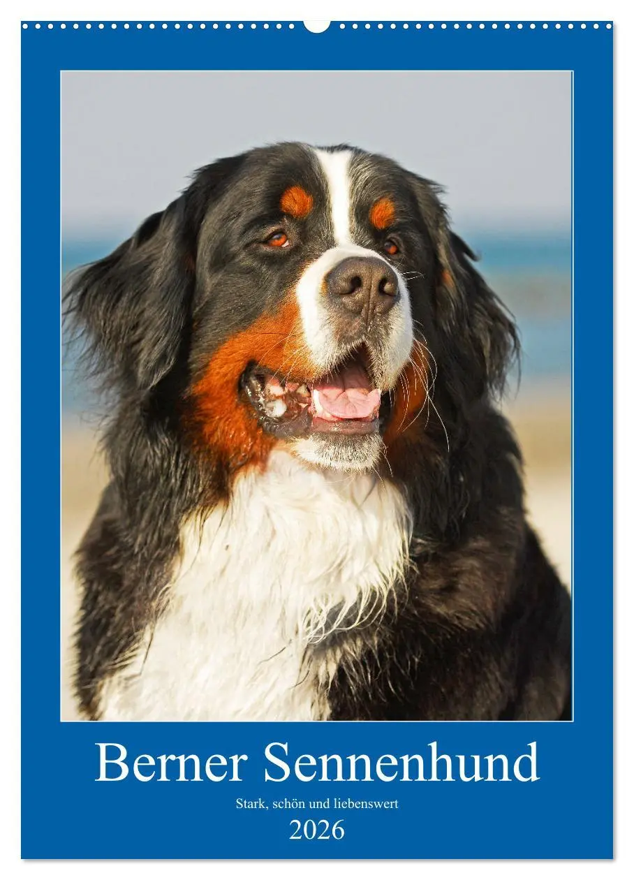 Cover: 9783516388657 | Berner Sennenhund - stark , schön und liebenswert (Wandkalender...